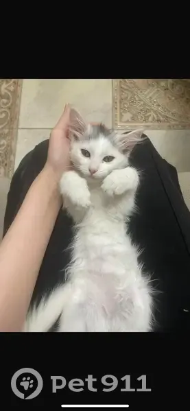 Пропала кошка, Вузовское Озеро, Махачкала - пятнышко на голове - photo