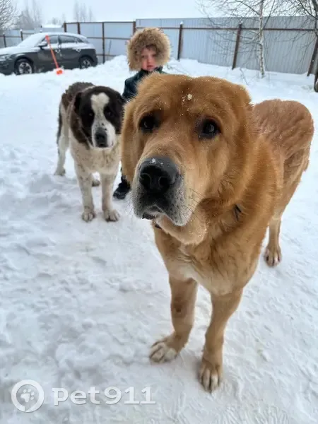Пропал собака, Новомайково, Московская область - огромный, ярко рыжий окрас - photo