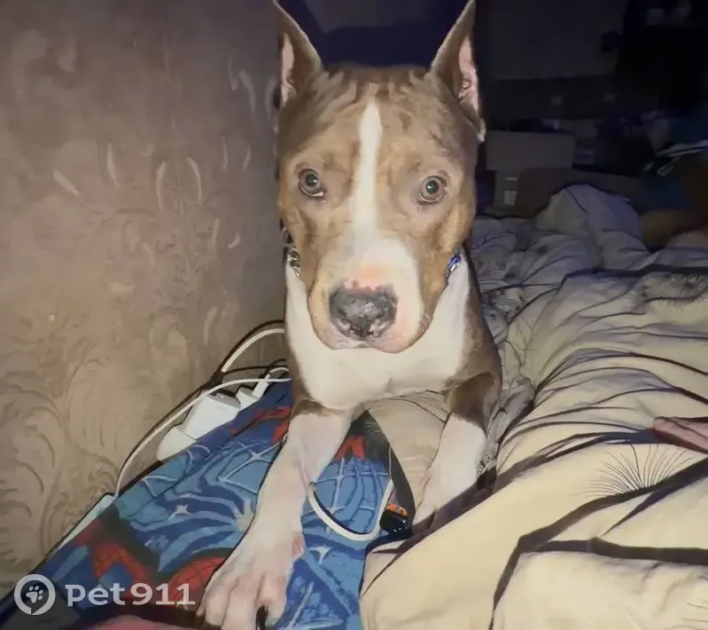 Пропал собака, улица Генерала Буткова, 8А, Калининград - стаффорд, откликается на кличку «Тайсон» - photo