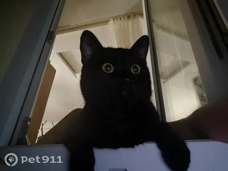 Пропал кот, Янтарная улица, Нефедьево - крупный черный с белой шерсткой - photo