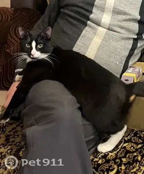 Пропал кот, улица Димитрова, 5, Ковров - большие зелёные глаза - photo