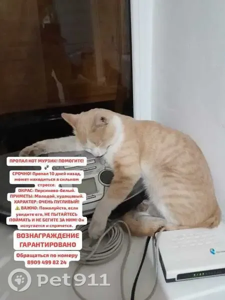 Пропал кот, улица Мира, 15, Карачаевск - photo