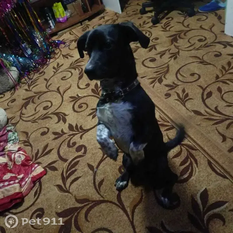 Пропал собака, Дальняя улица, Грязи - весь чёрный, похож на таксу - photo