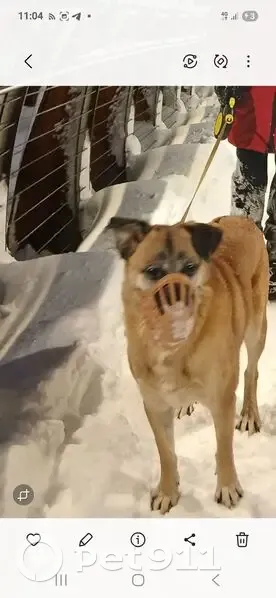 Пропала собака, Олимпийский проспект, Москва - светло-рыжая с чёрной мордочкой - photo