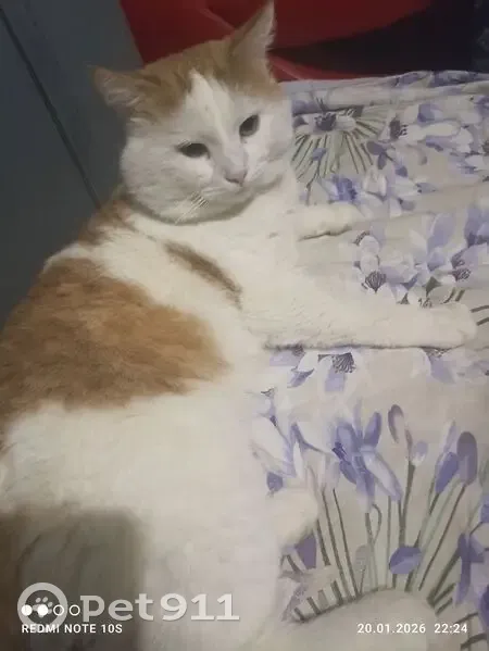 Найдена кошка, улица Челюскина, 40, Казань - photo