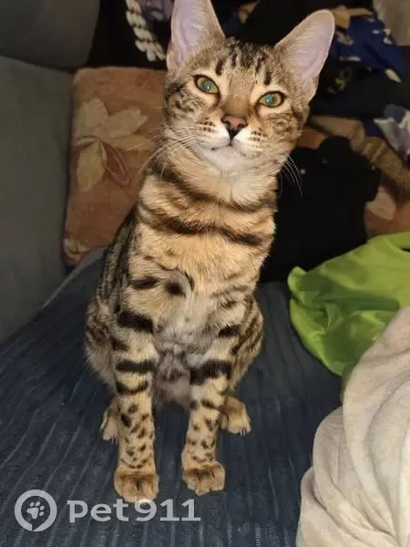 Пропала кошка, улица Постышева, 21, Владивосток - бенгал, 7 месяцев, зовут Мона - photo