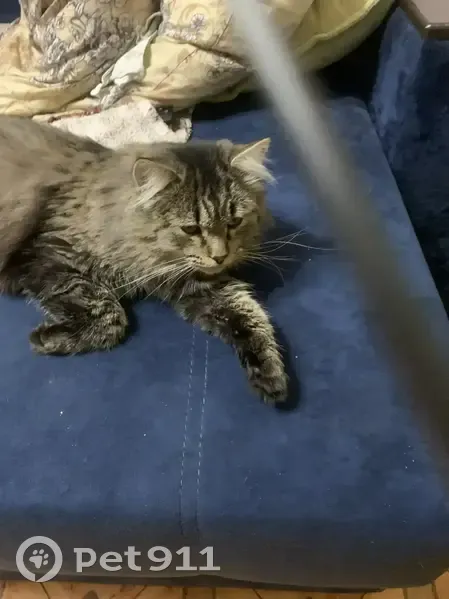 Пропал кот, Добринская улица, 29, Урюпинск - кастрированный и контактный - photo