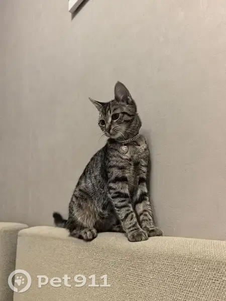 Пропала кошка, проспект Пархоменко, 45 к1, Санкт-Петербург - серая с жёлтыми глазами - photo