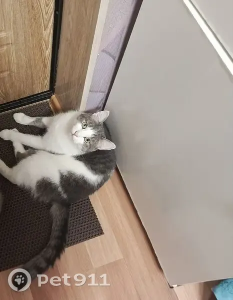 Пропал кот, Ржевская улица, 12А, Тверь - зовут Филя - photo