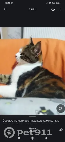 Пропала кошка, улица Горького, 99, Анапа - ярко-рыжий окрас и чёрное пятнышко на носу - photo