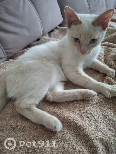 Найден котёнок, Профсоюзная улица, 30, Кострома - персиковый окрас, голубые глаза - photo