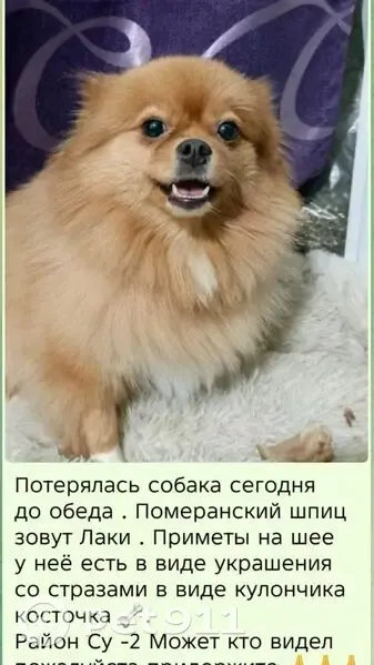 Пропала собака, Бугульма, Татарстан - рыженькая девочка с ошейником - photo