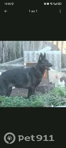 Пропал собака, улица Александра Невского, Саранск - черного цвета с белым пятном - photo