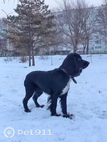 Пропала собака, Набережная улица, 8, Абакан - русский спаниель, чёрный окрас - photo