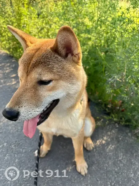 Пропал собака, улица Титова, Лиски - photo