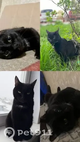 Пропал кот, Аргаяш, Челябинская область - черный с белым пятнышком на воротничке - photo