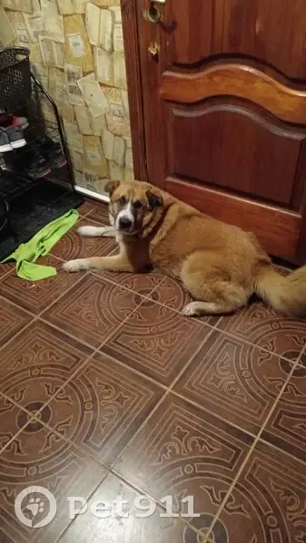 Пропал собака, Пушкино, Московская область - рыжий, кастрирован, в зелёном ошейнике - photo