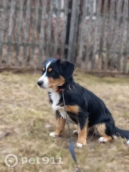 Пропала собака, Усть-Паденьга, Архангельская область - маленькая, боится машин - photo