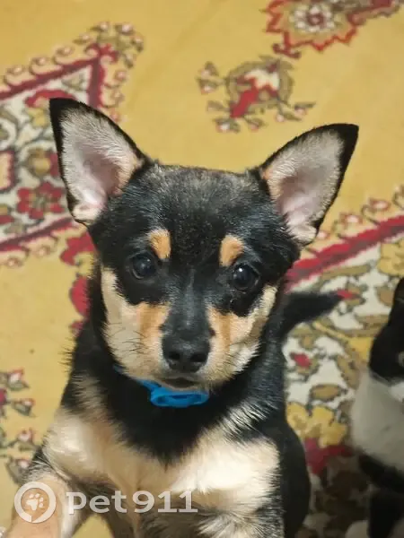 Пропал собака, мужской, Заводская улица, 35, Усть-Лабинск - черно-подпалый окрас - photo