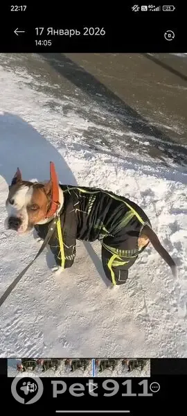 Пропала собака, Селиванихинский сельсовет, Красноярский край - рыже-белого окраса, правая передняя лапа поранена - photo