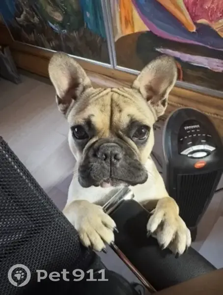 Пропал собака, Софьинка, Калужская область - французский бульдог по кличке Лука - photo