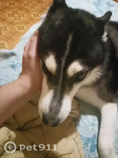 Пропал собака, улица Осипова, 20, Саратов - слетел с шлейки - photo