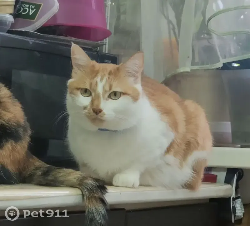 Пропал кот, Надеждинское сельское поселение, Приморский край - рыжий с белым, зовут Тиша - photo