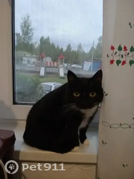 Пропала кошка, улица Металлургов, 19, Карабаш - чёрно-белая окрас - photo