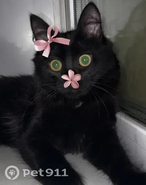 Пропала кошка, улица Мицкевича, 59, Яранск - чёрная длинношёрстная с белым на груди и животе - photo