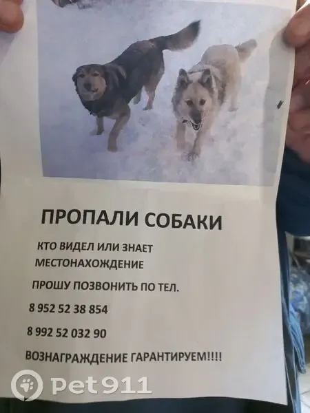 Пропала собака, женский пол, улица Мамина, Челябинск - photo