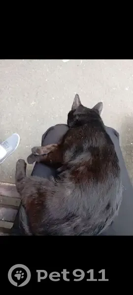 Пропал кот, Дорожная улица, Москва - чёрный - photo