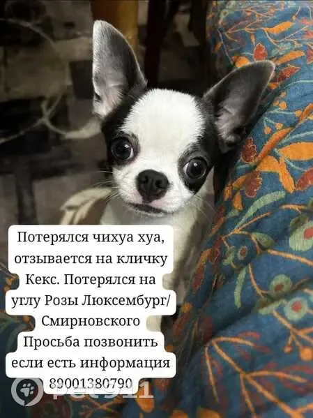 Пропал собака, улица Розы Люксембург, 159, Таганрог - маленький чихуа белый с черными пятнышками - photo