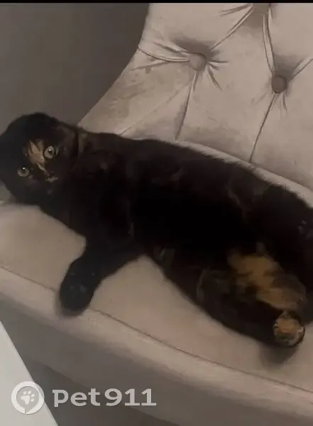 Пропала кошка, Светлая улица, 2, Козет - вислоухая, маленькая, чёрная с рыжими пятнами - photo