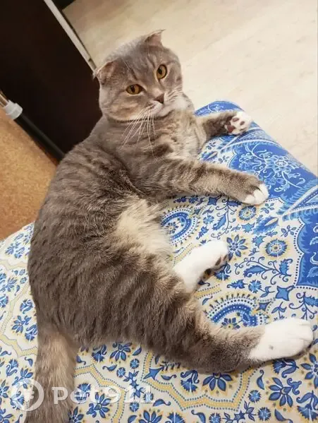 Пропала кошка, улица Коммунаров, 355, Ижевск - вислоухий - photo