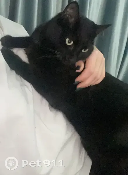 Пропал кот, улица Матрены Наздрачевой, 5/2, Ставрополь - чёрный с белым пятнышком на пузе - photo