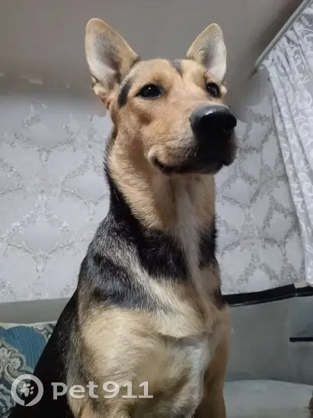 Пропала собака, женский пол, улица Снегирева, 18, Алексин - photo