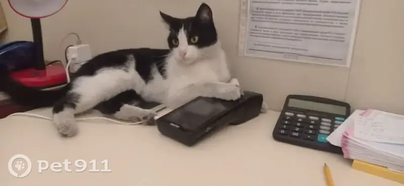 Пропала кошка, улица Революции, 59, Владикавказ - чёрно-белая, живёт в музее истории - photo