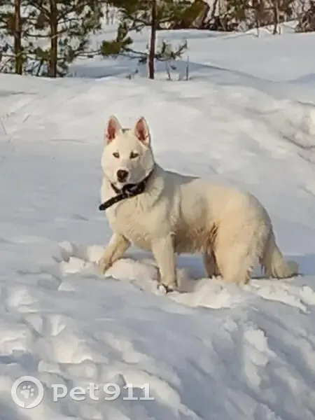 Пропала собака, Красная Пойма, Московская область - белая с голубыми глазами - photo