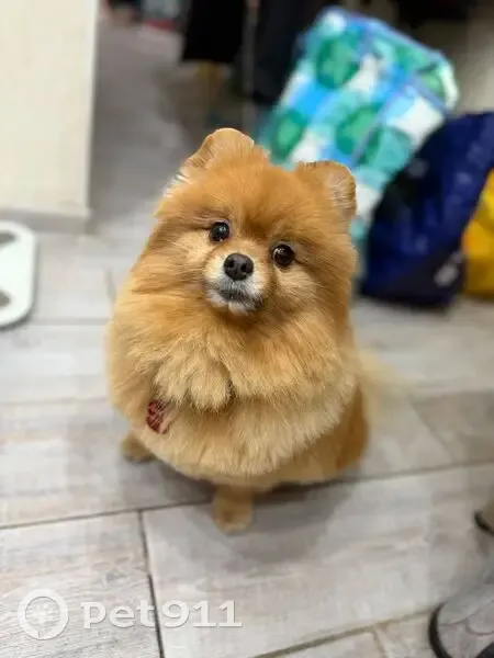 Пропала собака, Молодёжная улица, Ростов-на-Дону - шпиц мини, женский - photo