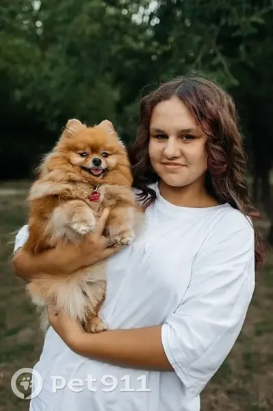 Пропала собака, девочка, Молодёжная улица, 80, Ростов-на-Дону - photo