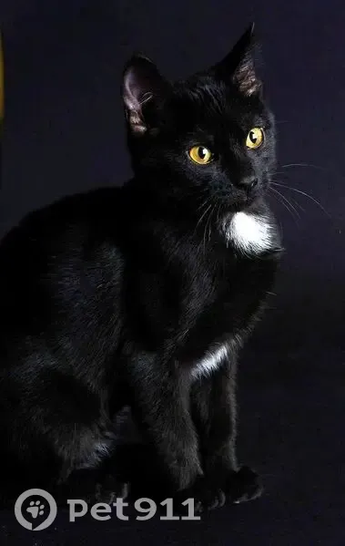 Пропала кошка, Копейск, Челябинская область - чёрная с белыми пятнами и шишкой на бедре - photo