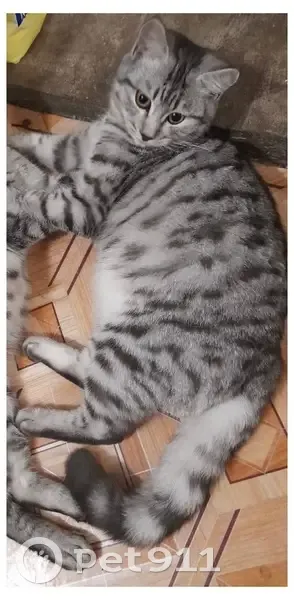 Пропал кот, Школьная улица, Пласт - серо-полосатый и ласковый - photo