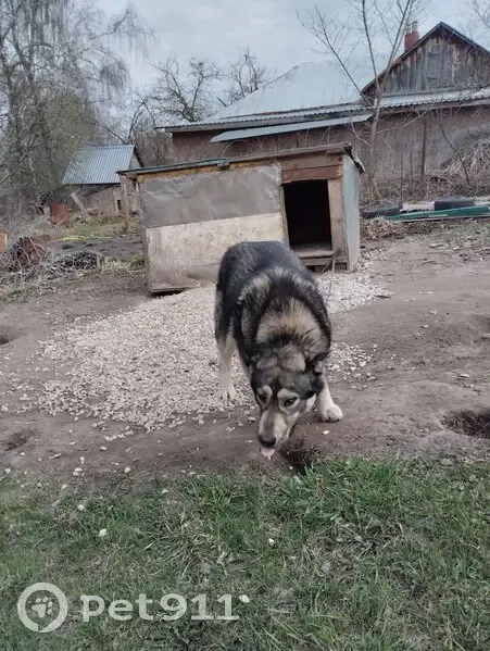 Пропала собака, женский пол, Щёкино - синяя ошейник, сорвалась с цепи - photo