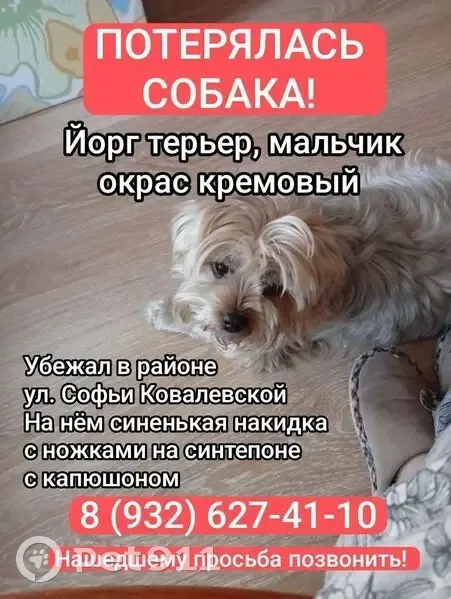 Пропал собака, улица Софьи Ковалевской, Тюмень - кремовый окрас - photo