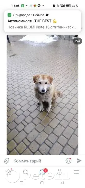 Пропала собака, проспект Ленина, 104, Тула - хромает, зовут Лада - photo