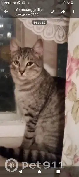 Пропал кот, улица Челюскинцев, Нижний Новгород - ушёл две недели назад - photo