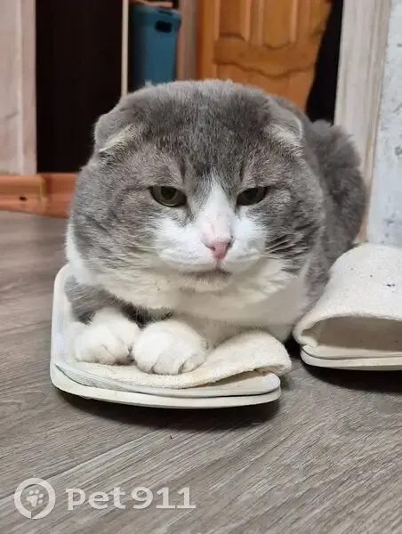 Пропал кот, 1-я Поперечно-Карагандинская улица, 9, Казань - серо-белый вислоухий - photo