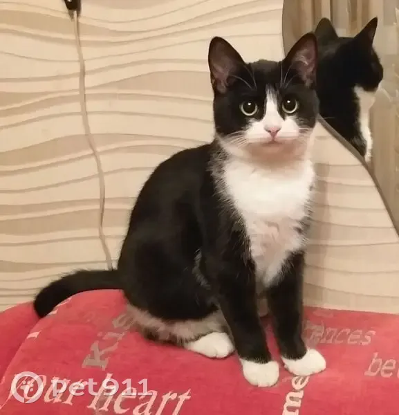 Пропала кошка, улица Дружбы, Углянец - черная в белых носочках - photo