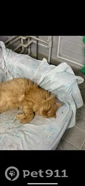 Пропал кот, 	Уланово, Кильдеевское сельское поселение, Верхнеуслонский район - крупный рыжий длинношерстный - photo