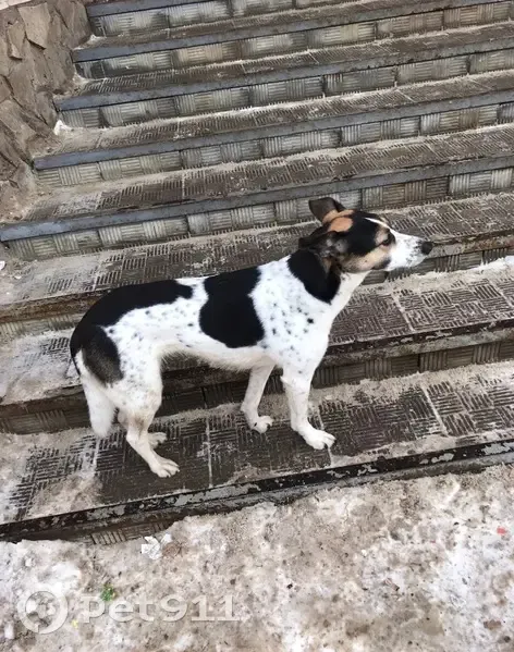 Пропала собака, Лесная улица, Стерлитамак - пятнистая, добрая девочка - photo